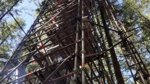 A view from the ground of a tower in a forest