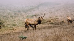 A big grazer in a field