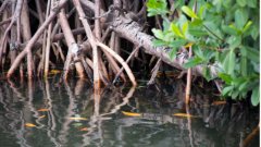 Trees in a mangrove