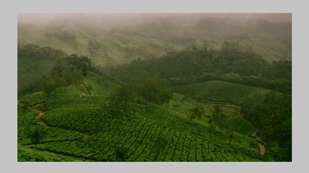 A picture of green countryside