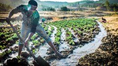 A man digging an irrigation ditch with a shovel