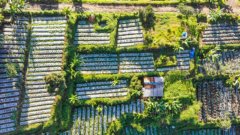 A drone image of patches of land