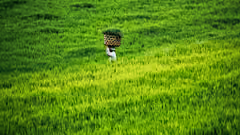 A farmer walking the ricefields in Bali, Indonesia