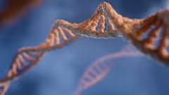 A string of DNA