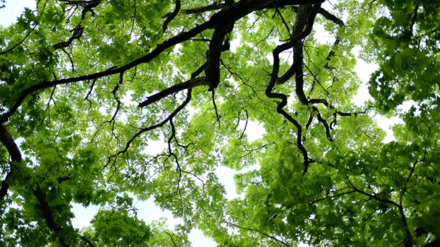 A canopy from below