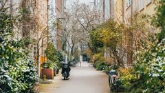 A street with greenery on both sides
