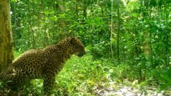 A Javan leopard syanding in a forest