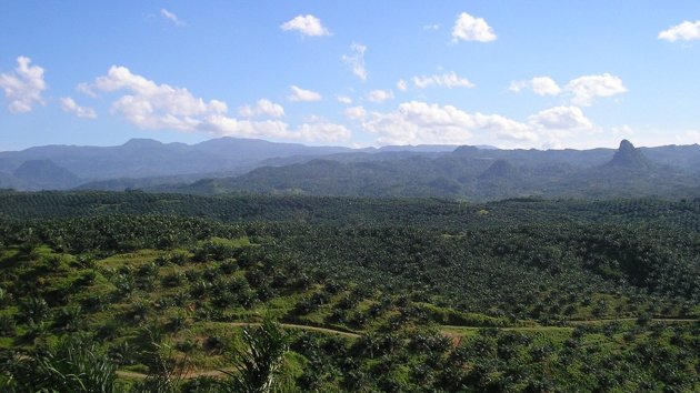 oil pal plantation in Cigudeg