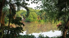 A lake surrounded by tropical forest