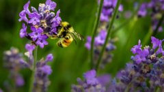 A bee on a purple flower