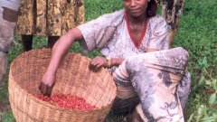 Female coffee farmer in Ethiopia