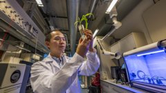 A scientist holding a plant