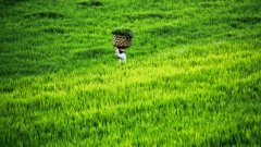 A farmer walking the ricefields in Bali, Indonesia