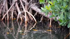 Trees in a mangrove