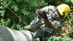 A man ascending a tree with a climbing rope