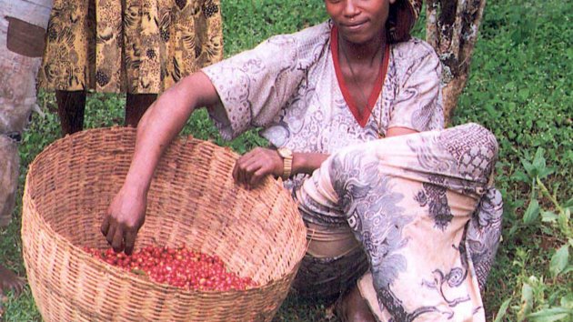 Female coffee farmer in Ethiopia