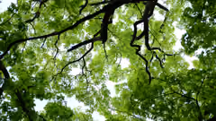 A canopy from below