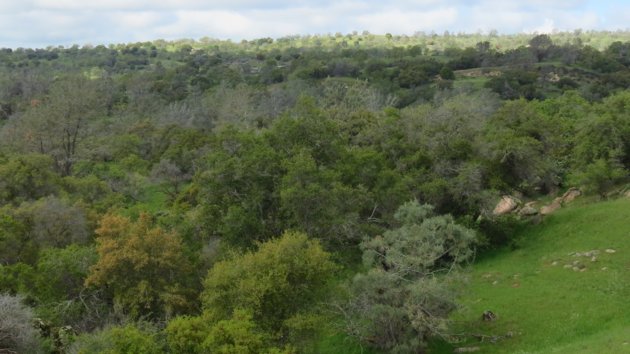 A forest from above