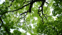 A canopy from below