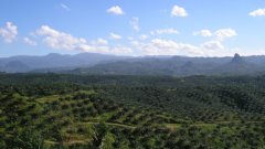 oil pal plantation in Cigudeg